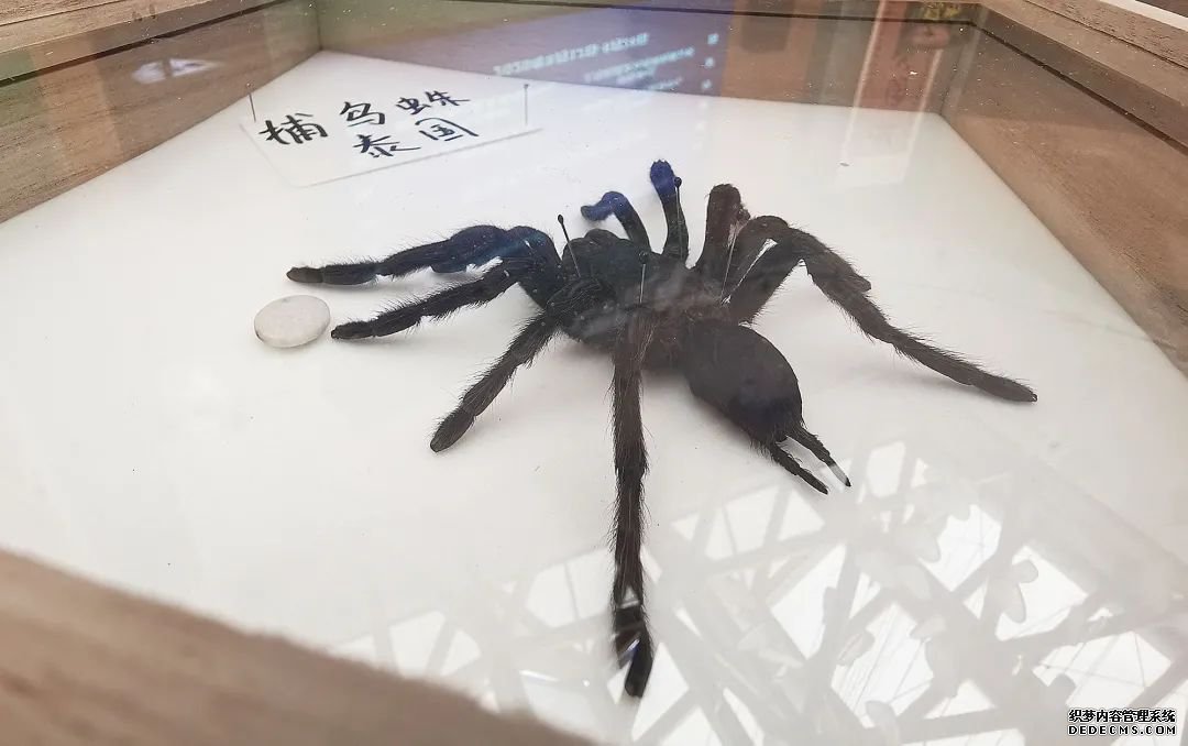 了解昆虫世界的秘密,来这里就够了!