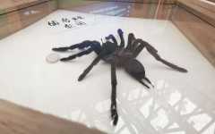 �˽�������������ܣ�������͹��ˣ�