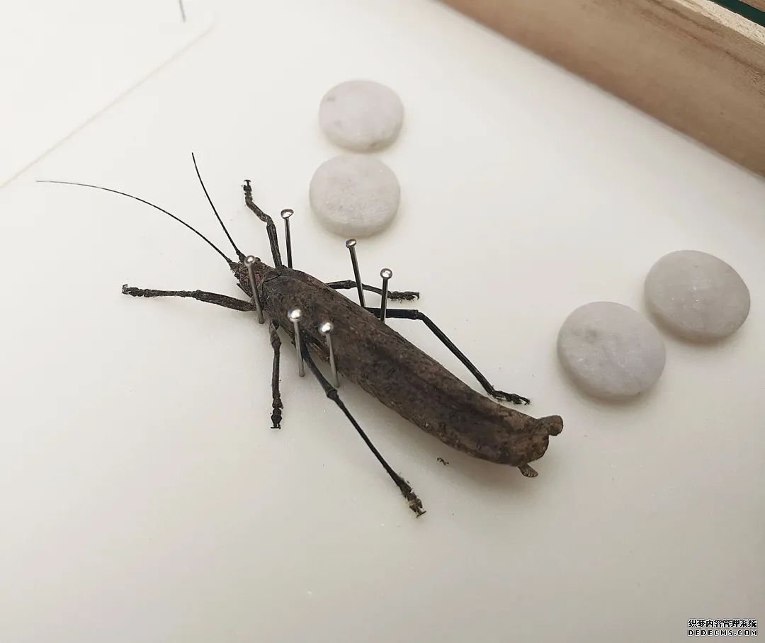 了解昆虫世界的秘密,来这里就够了!