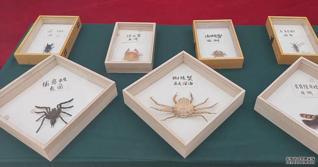 了解昆虫世界的秘密,来这里就够了!