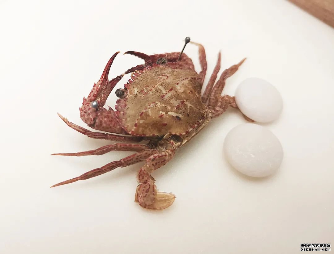 了解昆虫世界的秘密,来这里就够了!