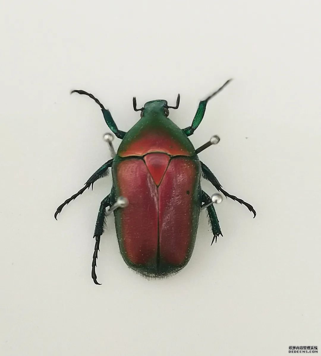 了解昆虫世界的秘密,来这里就够了!