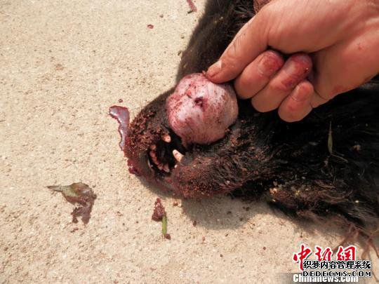 吉林桦甸一只2岁藏獒被狼群围攻致死